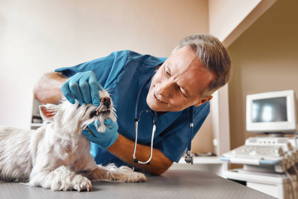 Best Weekend Emergency Dental Services in New Town, ND